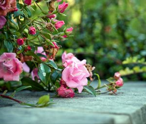 Preview wallpaper roses, flowers, bushes, concrete