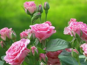 Preview wallpaper roses, flowers, bushes, pink, leaves, buds