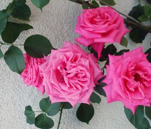 Preview wallpaper roses, flowers, bushes, delicate, wall