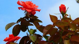 Preview wallpaper roses, flowers, bushes, sky, foliage, garden