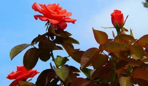 Preview wallpaper roses, flowers, bushes, sky, foliage, garden