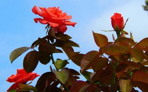 Preview wallpaper roses, flowers, bushes, sky, foliage, garden