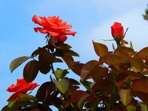 Preview wallpaper roses, flowers, bushes, sky, foliage, garden