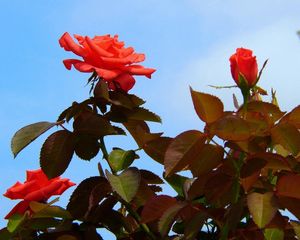 Preview wallpaper roses, flowers, bushes, sky, foliage, garden