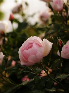 Wallpaper Rose, 5k, 4k wallpaper, 8k, spring, flowers, blur, Nature #5517