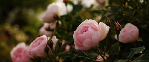 Preview wallpaper roses, flowers, bushes, garden, herbs, buds, leaves