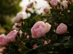 Preview wallpaper roses, flowers, bushes, garden, herbs, buds, leaves