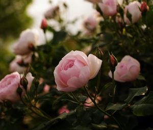 Preview wallpaper roses, flowers, bushes, garden, herbs, buds, leaves