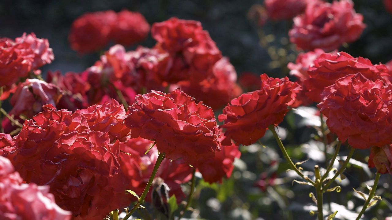 Wallpaper roses, flowers, bushes, loose, red, garden