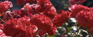 Preview wallpaper roses, flowers, bushes, loose, red, garden