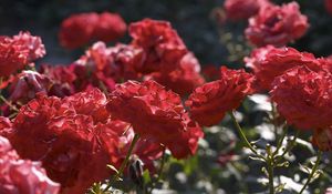 Preview wallpaper roses, flowers, bushes, loose, red, garden