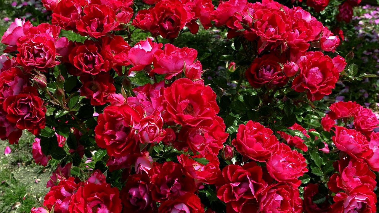 Wallpaper roses, flowers, bushes, garden, beautifully