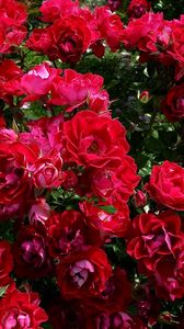 Preview wallpaper roses, flowers, bushes, garden, beautifully