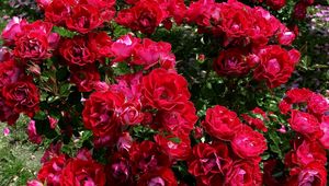 Preview wallpaper roses, flowers, bushes, garden, beautifully