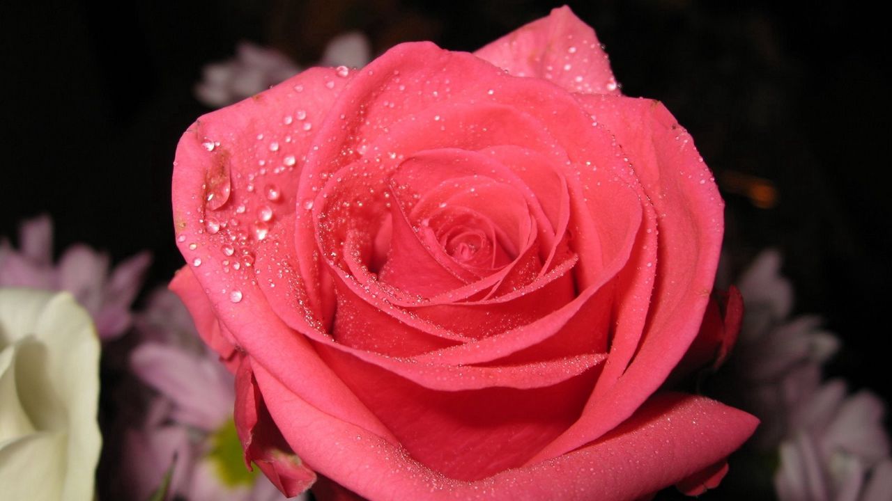 Wallpaper roses, flowers, close-up, drop
