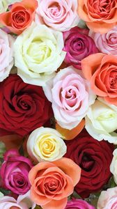 Preview wallpaper roses, flowers, colorful