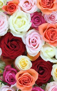 Preview wallpaper roses, flowers, colorful