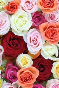 Preview wallpaper roses, flowers, colorful