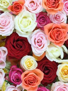 Preview wallpaper roses, flowers, colorful