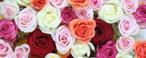 Preview wallpaper roses, flowers, colorful