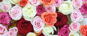 Preview wallpaper roses, flowers, colorful