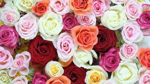 Preview wallpaper roses, flowers, colorful