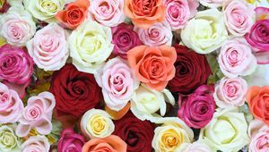 Preview wallpaper roses, flowers, colorful