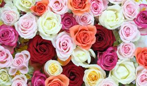 Preview wallpaper roses, flowers, colorful