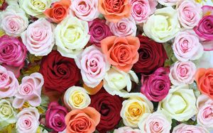 Preview wallpaper roses, flowers, colorful