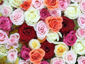 Preview wallpaper roses, flowers, colorful
