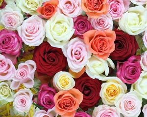 Preview wallpaper roses, flowers, colorful