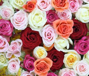 Preview wallpaper roses, flowers, colorful