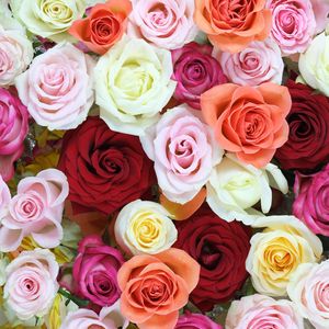Preview wallpaper roses, flowers, colorful