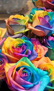 Preview wallpaper roses, flowers, colorful, buds, bright