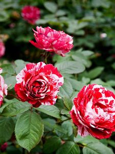 Preview wallpaper roses, flowers, colorful, shrubs, garden