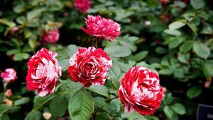 Preview wallpaper roses, flowers, colorful, shrubs, garden