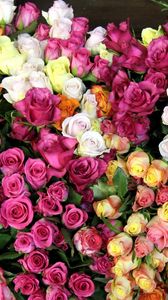 Preview wallpaper roses, flowers, colorful, many