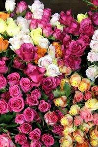 Preview wallpaper roses, flowers, colorful, many