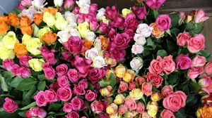 Preview wallpaper roses, flowers, colorful, many
