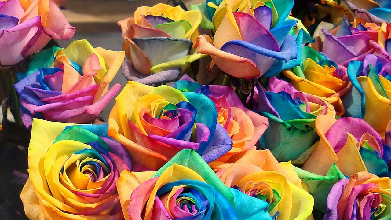 Wallpaper roses, flowers, colorful, buds, bright hd, picture, image