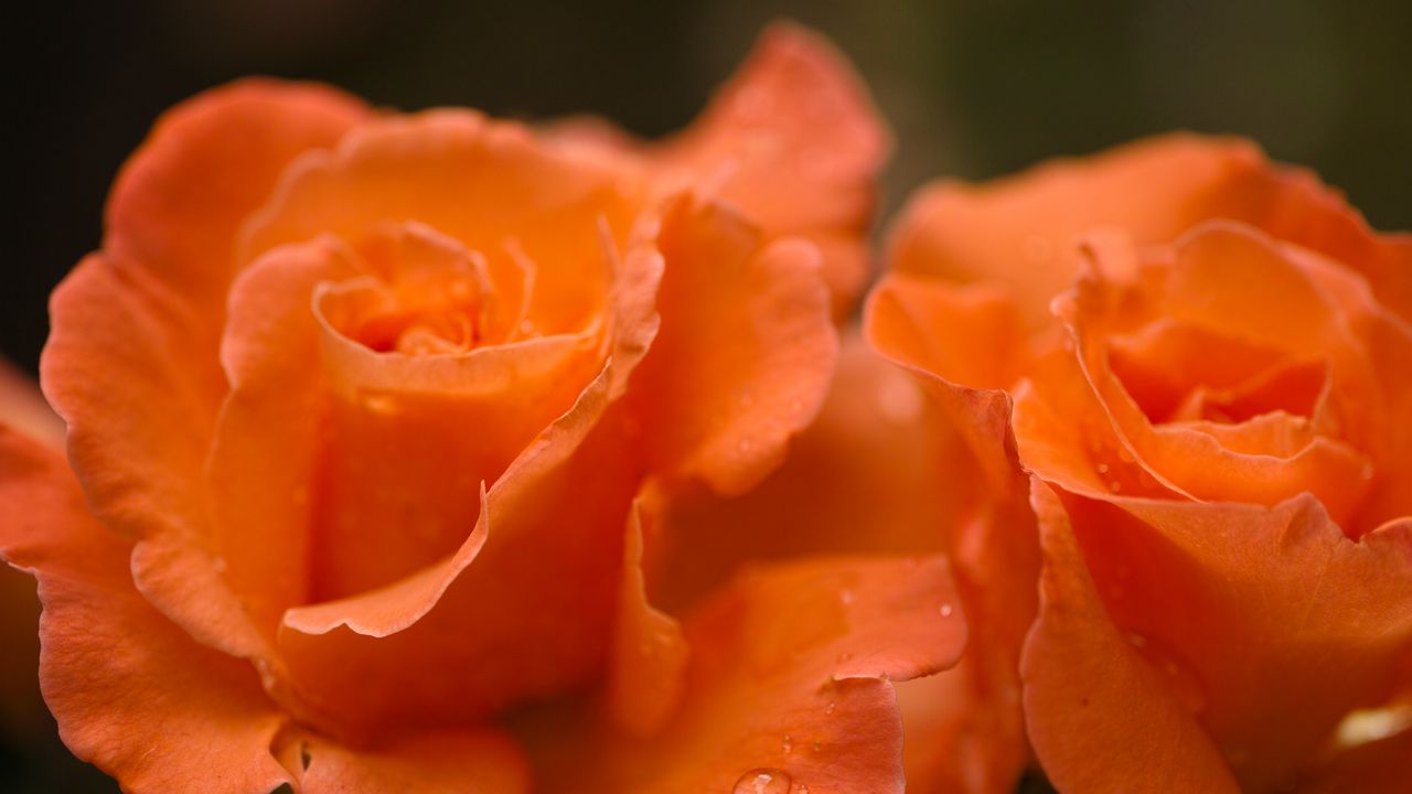 Wallpaper roses, flowers, drops, petals, orange, macro