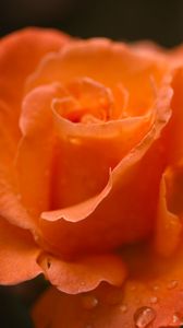 Preview wallpaper roses, flowers, drops, petals, orange, macro