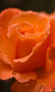 Preview wallpaper roses, flowers, drops, petals, orange, macro