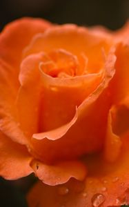 Preview wallpaper roses, flowers, drops, petals, orange, macro