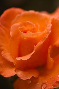 Preview wallpaper roses, flowers, drops, petals, orange, macro