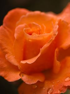 Preview wallpaper roses, flowers, drops, petals, orange, macro