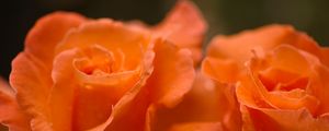 Preview wallpaper roses, flowers, drops, petals, orange, macro