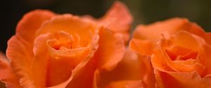 Preview wallpaper roses, flowers, drops, petals, orange, macro