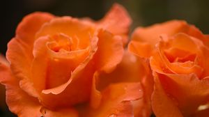 Preview wallpaper roses, flowers, drops, petals, orange, macro