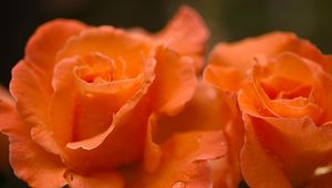 Preview wallpaper roses, flowers, drops, petals, orange, macro